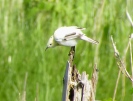 Aberrant Sedge Warbler, Marshside, 31.7.14