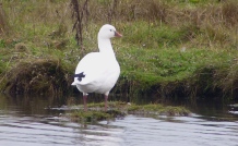 "Little White Goose" (aka Ross's Goose), Marshside, 29.11.14