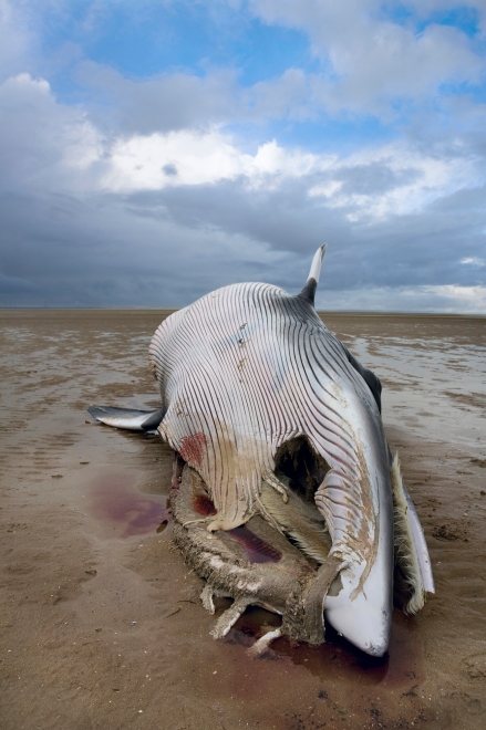 Minke whale washed uo on the shore at Formby, Merseyside