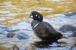 Harlequin Duck, Aberdeen, 24.3.15