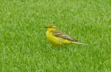 Yellow Wagtail, Curlew Lane, 24.5.15