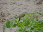 Blue Headed Wagtail, Hesketh Out Marsh, 15.6.15
