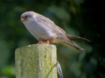 Red Footed Falcon, Chatterley Whitfield, 19.7.15