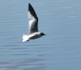 Sabine's Gull, Pennington Flash, 7.8.15