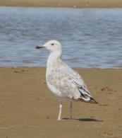 Caspian Gull, Ainsdale Beach, 17.8.15