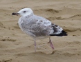 Caspian Gull, Ainsdale Beach, 6.9.15