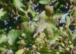 Arctic Warbler, Kilnsea, 27.9.15