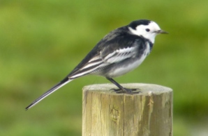 Pied Wagtail, Weld Road, 30.10.15
