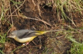 Grey Wagtail, Lunt, 13.12.15
