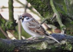 Tree Sparrow, Martin Mere, 20.12.15