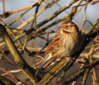 Reed Bunting, Martin Mere, 20.12.15