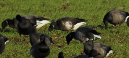 Blurry Brant and Brents, Easington Straight, 28.12.15