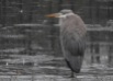 Grey Heron, Sands Lake, 16.1.16