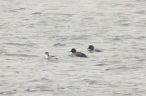 Black Necked Grebe and Goldeneyes, Lapwing Hill Pool, Cheshire, 3.1.16