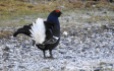 Black Grouse, North Wales, 22.2.16