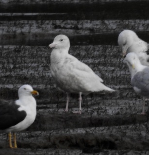 Glaucous Gull, Hale Estuary, 13.3.16