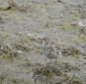 Water Pipit, Crossens Outer, 21/3/16