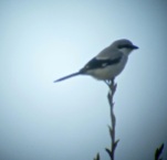 Great Grey Shrike, Marshside, 17.4.16