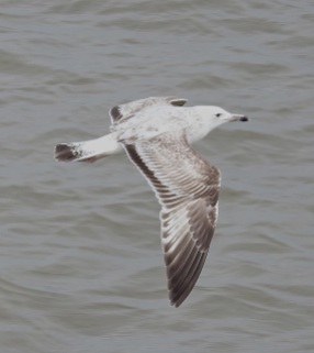 Caspian Gull (not Stumpy), Southport Pier, 8.5.16