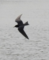Black Tern silhouette, Marshside, 10.5.16