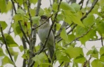 Garden Warbler, Cotswold Water Park, 21.5.16