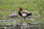 Red Crested Pochards, Cotswold Water Park, 21.5.16
