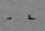 White Winged Scoter (right hand blur), Murcar, 9.7.16