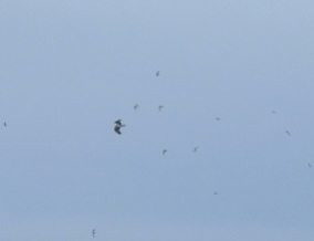 Osprey mobbed by Sandwich Terns, Ainsdale, 12/9/16