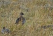 Tundra Bean Goose, Marshside, 14/1/17