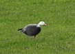 Blue morph Snow Goose, Nateby, 5/2/17