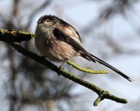 Long Tailed Tit, Mere Sands Wood, 12/2/17