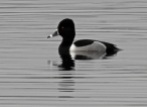 Ring Necked Duck, Carlingwark Loch, 23.2.17