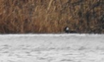 Hooded Merganser (just), Barr Loch, 23.2.17