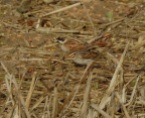 Little Bunting, Great Barford, 26.2.17