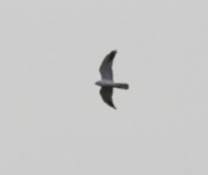 Male Pallid Harrier, Whitendale, 30/4/17.