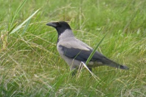 Hooded Crow, Fairways/Marshside, 21/4/17.