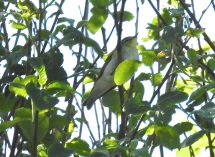 Blurry Wood Warbler, Marshside, 7/5/17.