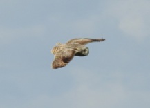 Short Eared Owl, Spurn 14.5.17