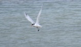 Blurry Elegant Tern, Pagham Harbour, 12/6/17.