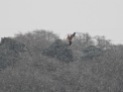 Red Kite in blizzard, The Withins, 10.12.17
