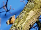Nuthatch, Mere Sands Wood, 25.2.18