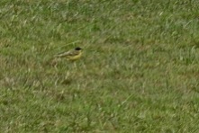 Black Headed Wagtail, Silverdale, 15.4.18.