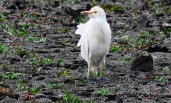 Cattle Egret, Marshside, 2.9.18