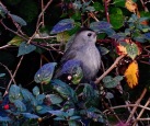 Grey Catbird, Treeve Moor, 28/10/18.