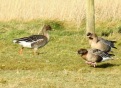 Tundra Bean Goose, Crossens Outer, 16.2.19
