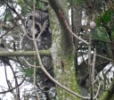 Tengmalm's Owl, Tresta, Shetland. 25/2/19