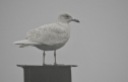 Iceland Gull, Lerwick, 25/2/19