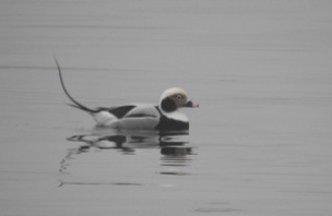 Long Tailed Duck, Lerwick, 25/2/19