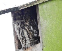 Tawny Owl, Martin Mere, 3.3.19