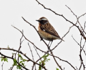 Whinchat, Ainsdale, 24.4.19